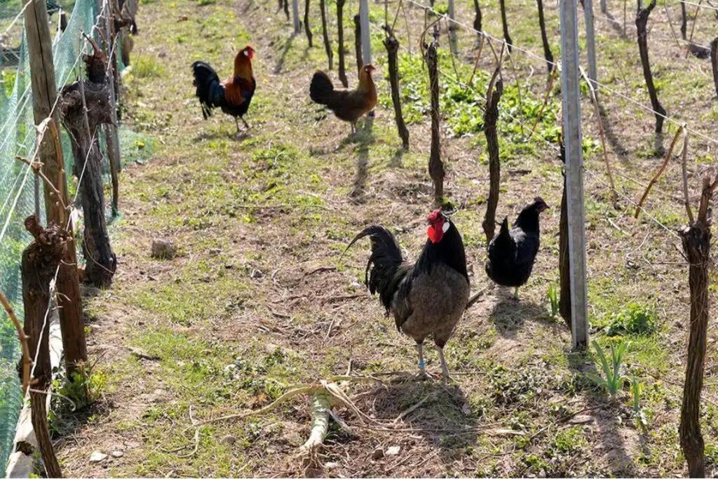 Gite L'Oeuf Ou La Poule, Parking Prive, Sur Domaine Viticole Ribeauvillé Eksteriør bilde
